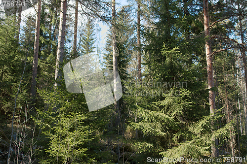 Image of Forest