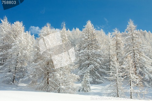 Image of Winter forest