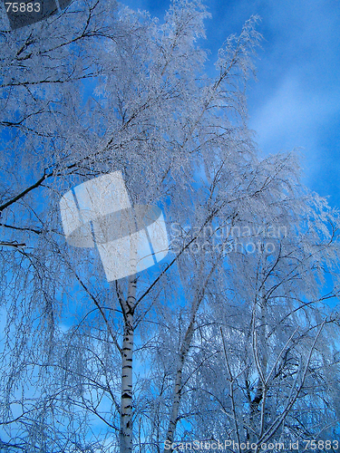 Image of Birches in winter