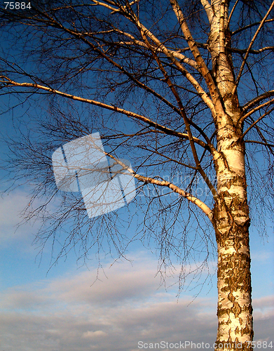 Image of Tree in sky