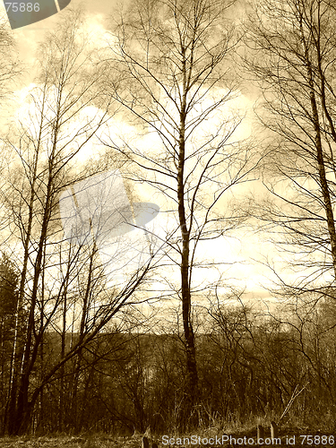 Image of Birch in sky