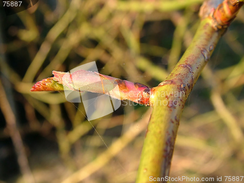 Image of Sweet Brier Bud