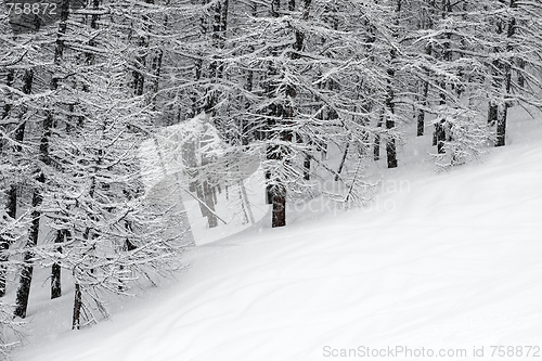 Image of Forest