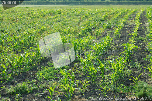 Image of Agriculture