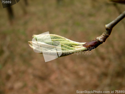 Image of Chestnut  bud