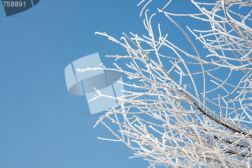 Image of Winter branches