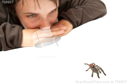 Image of Spider