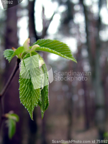 Image of Leaf