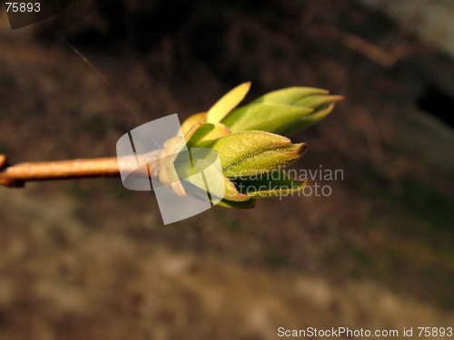 Image of Buds In Spring