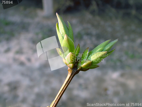 Image of Buds In Spring 1