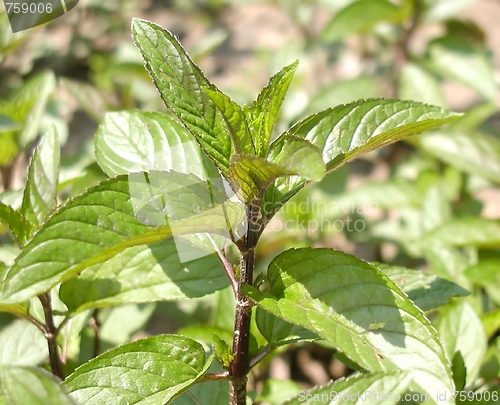 Image of Peppermint