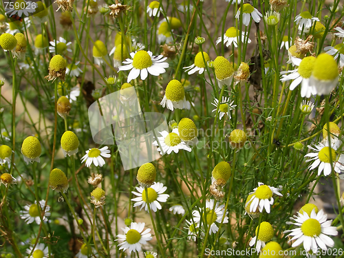 Image of Chamomile