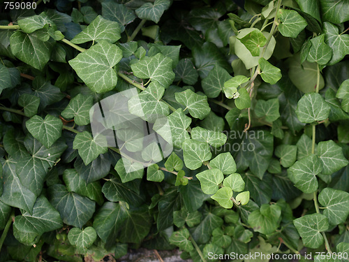 Image of Ivy