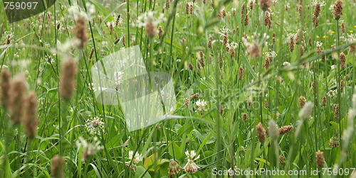 Image of Meadow