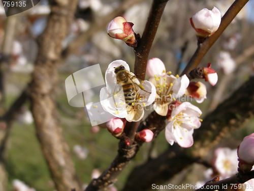 Image of Bee fetching nectar from flower