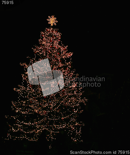 Image of Christmas Tree