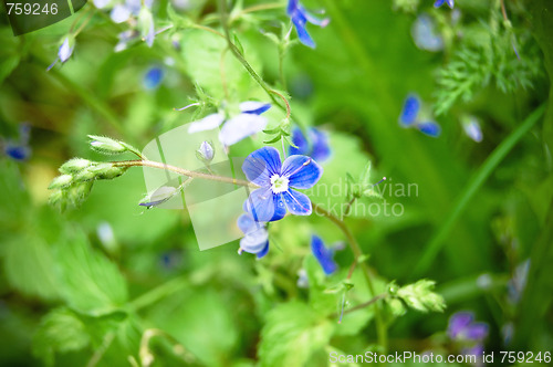 Image of Blue flowers on a green grass