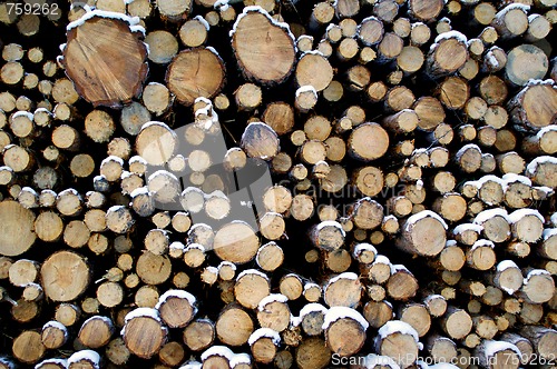 Image of Stacked Pine Logs in Snow