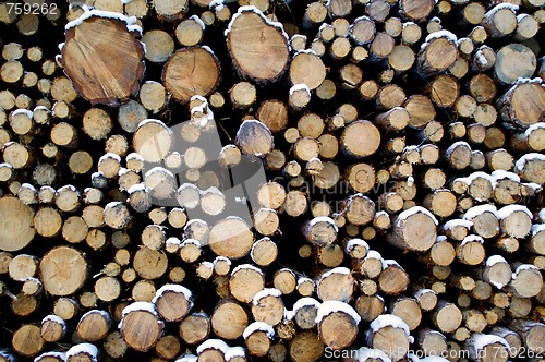 Image of Stacked Pine Logs in Snow