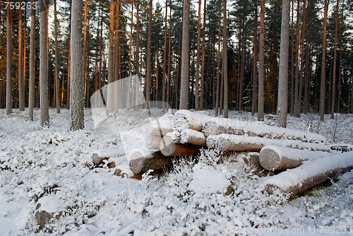 Image of Snow Covered Logs