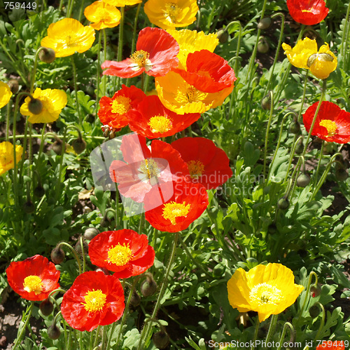 Image of Papavers