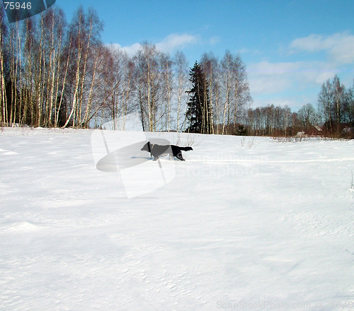 Image of Dog On Snow