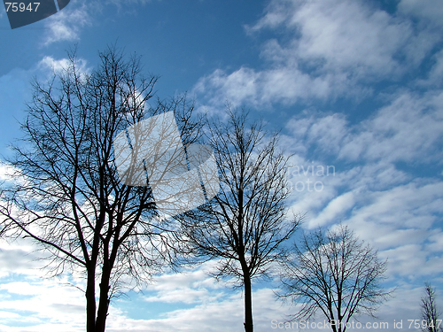 Image of Downward tree