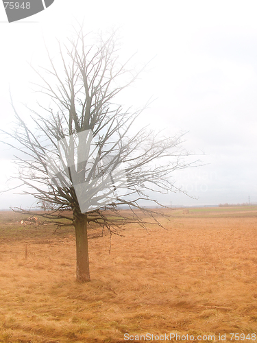 Image of Field tree