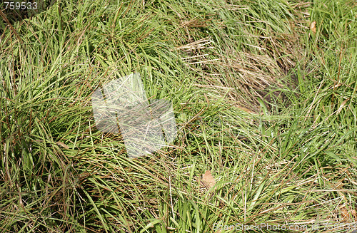 Image of Meadow