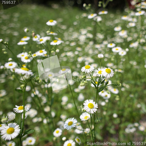 Image of Daisy