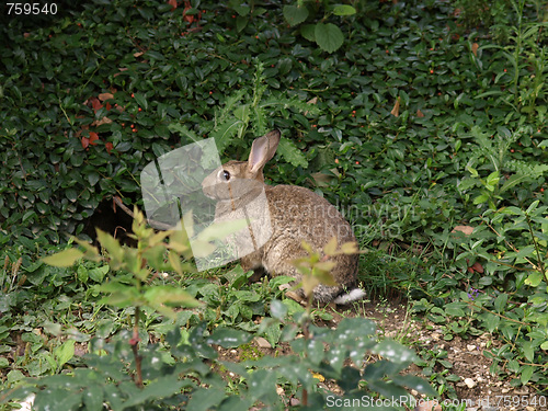 Image of Hare