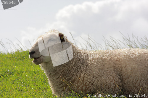 Image of sheep on pasture
