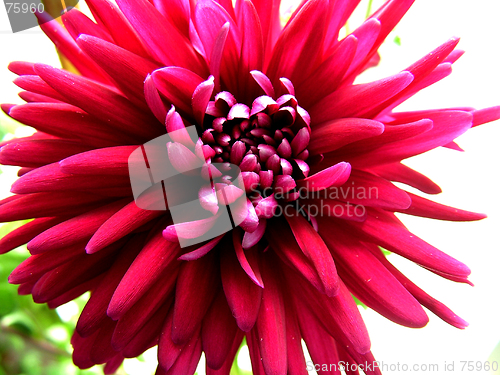 Image of chrysanthemum