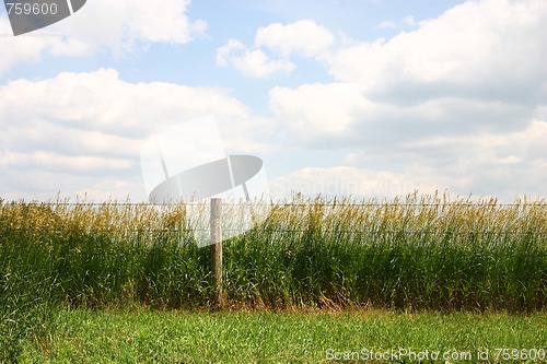 Image of Hay Field