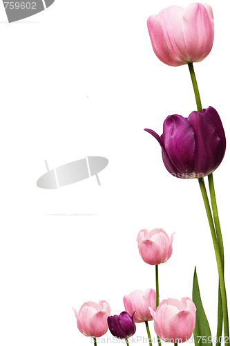 Image of Tulip Fram