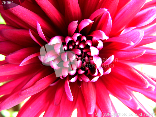 Image of Chrysanthemum