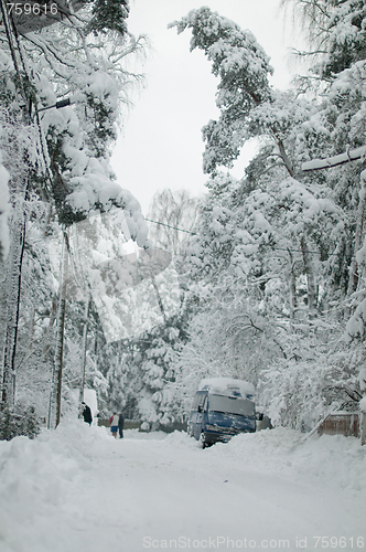 Image of Snowy spruce