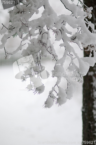 Image of Snowy spruce,