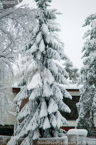 Image of Snowy spruce