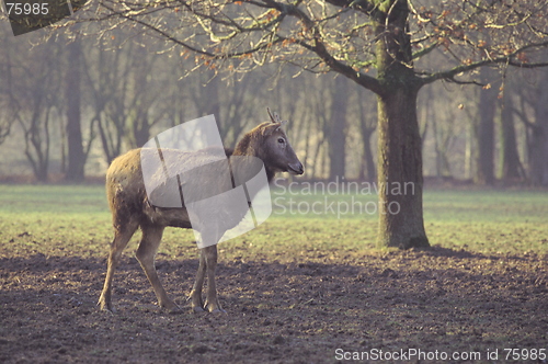 Image of Deer