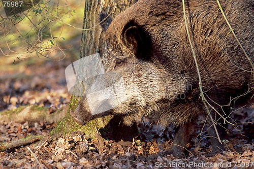 Image of Wild Boar