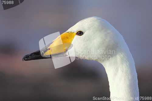 Image of Swan