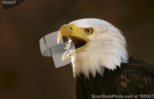 Image of Bald eagle screaming