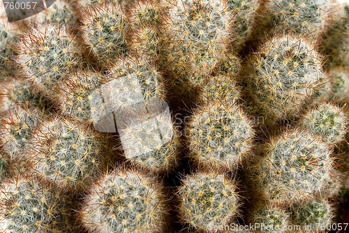 Image of cactus