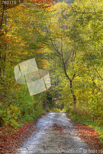 Image of Autumn path