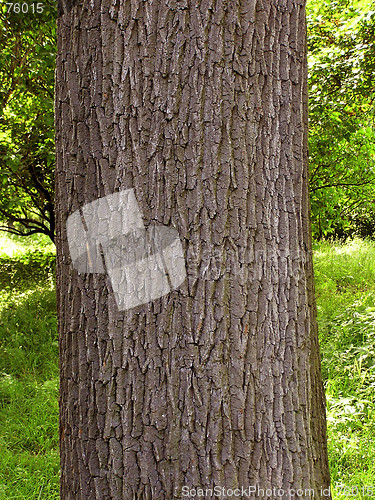 Image of Oak bark