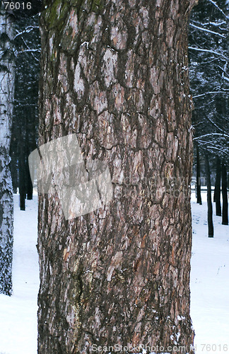 Image of Pine-tree bark