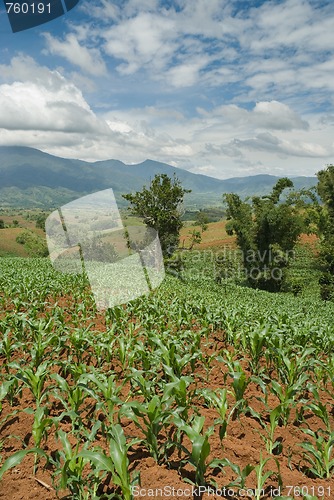 Image of Tropical young cornfields