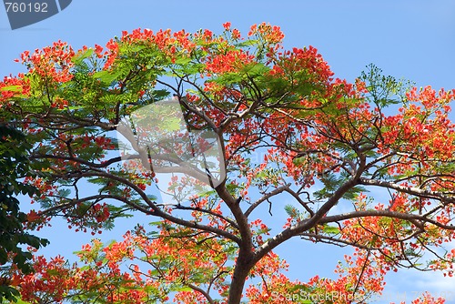 Image of Blooming red acacia foliage