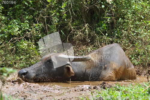 Image of Asian swamp buffalo